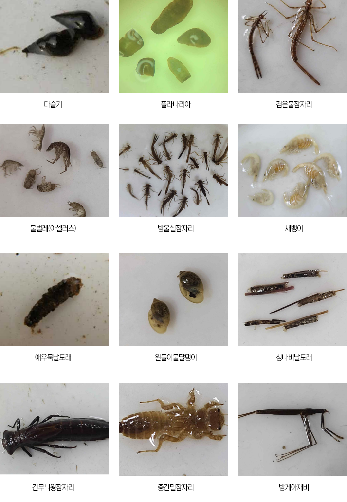 분당천 생물 : 다슬기,플라나리아,검은물잠자리,물벌레(아셀러스),방울실잠자리,새뱅이,애우묵날도래,왼돌이물달팽이,청나비날도래,긴무늬왕잠자리,중간밀잠자리,방게아재비