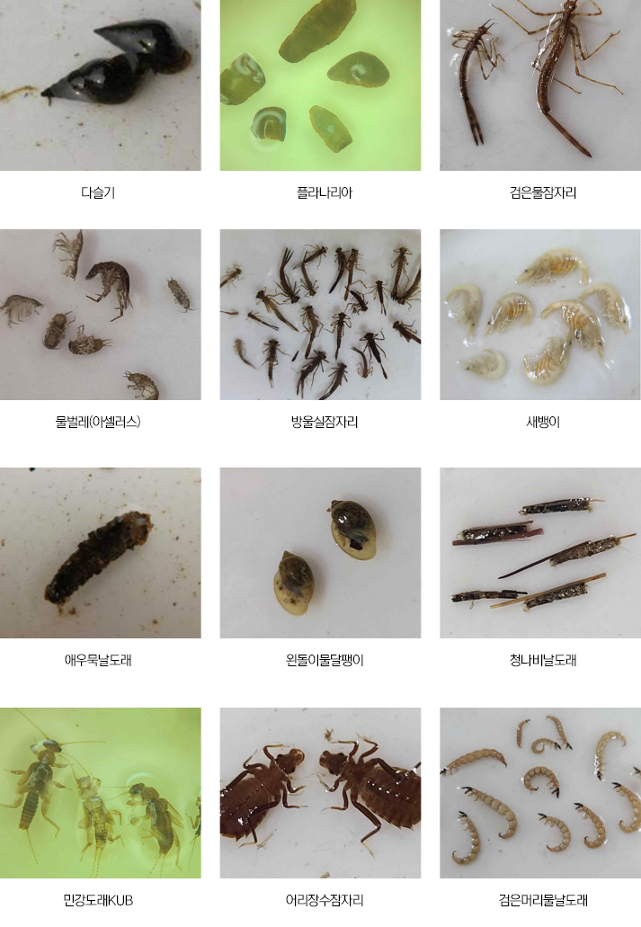야탑천 생물 : 다슬기,플라나리아,검은물잠자리,물벌레(아셀러스),방울실잠자리,새뱅이,애우묵날도래,왼돌이물달팽이,청나비날도래,민강도래KUB,어리장수잠자리,검은머리물날도래