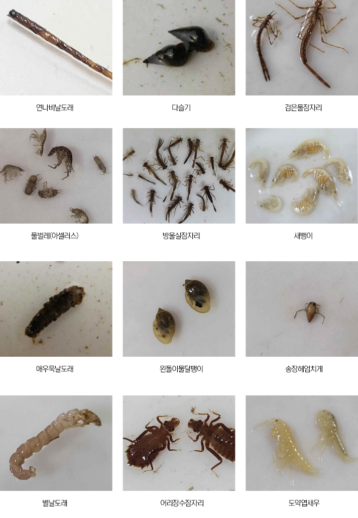 운중천 생물 : 연나비날도래,다슬기,검은물잠자리,물벌레(아셀러스),방울실잠자리,새뱅이,애우묵날도래,왼돌이물달팽이,송장헤엄치게,별날도래,어리장수잠자리,도약엽새우