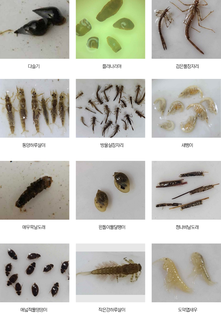 동막천 생물 : 다슬기,플라나리아,검은물잠자리,동양하루살이,방울실잠자리,새뱅이,애우묵날도래,왼돌이물달팽이,청나비날도래,애넓적물땡땡이,작은강하루살이,도약엽새우